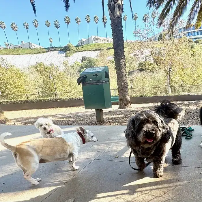 Small dog daycare Marina del Rey, the small dog pack out at the park