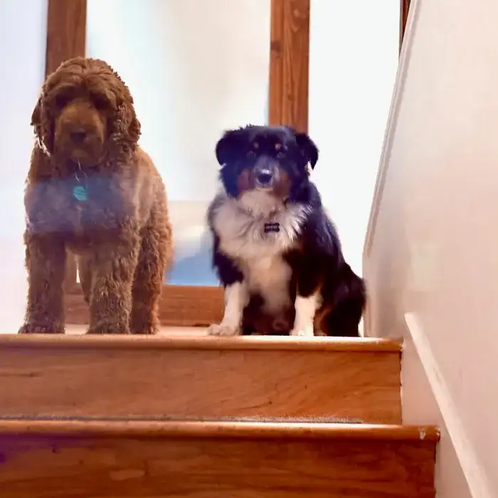 Two small dogs settled on the stairs during daycare in Marina del Rey