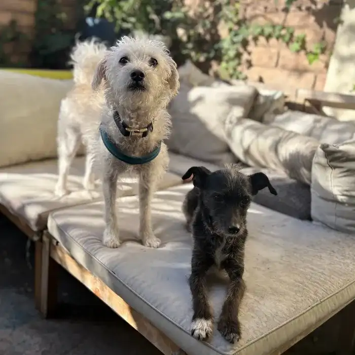 Two small dogs on a daybed at small dog daycare in Marina del Rey