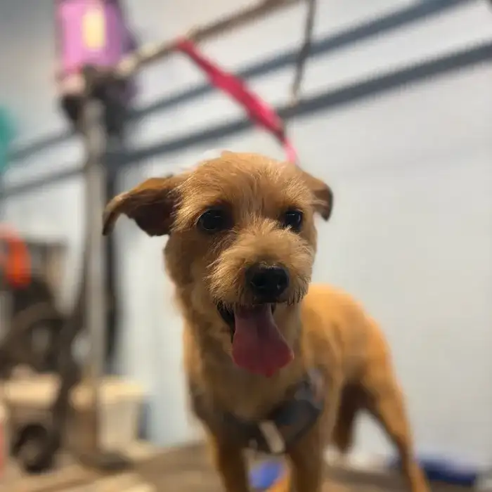 Dog grooming Marina del Rey, a small terrier after a groom