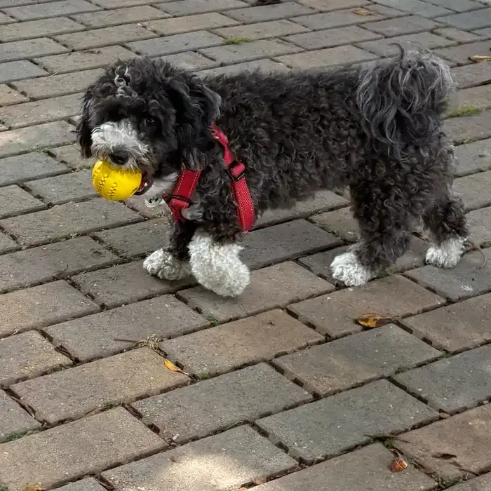 A small schnauzer playing with a ball in Marina del Rey