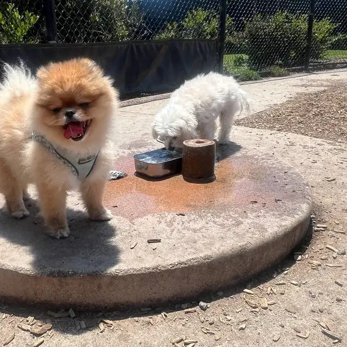 A pomeranian at the water bowl during small dog daycare in Marina del Rey