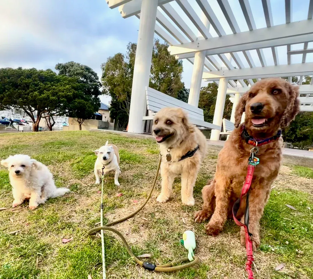 Small dog daycare in Marina del Rey, four small dogs on the grass at Glenn Alla Dog Park