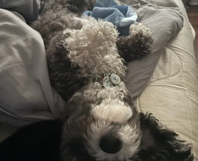 Small dog boarding Marina del Rey, two small dogs curled up together in a cozy bed